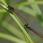 Fr&uuml;he Adonislibelle