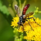 Zweifarbige Raupenfliege