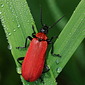 K&auml;fer
