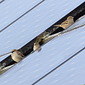 Haussperling