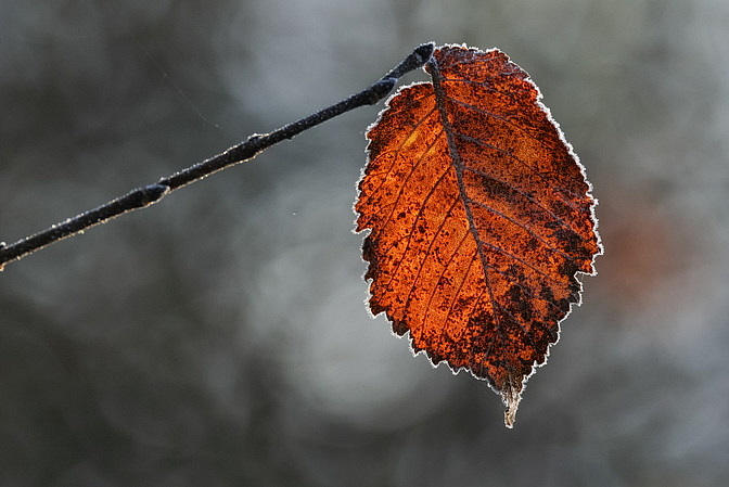 Ulmen-Blatt