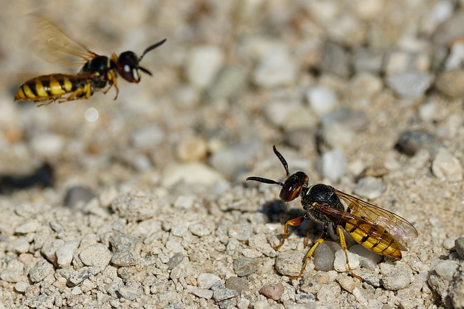 Bienenwolf