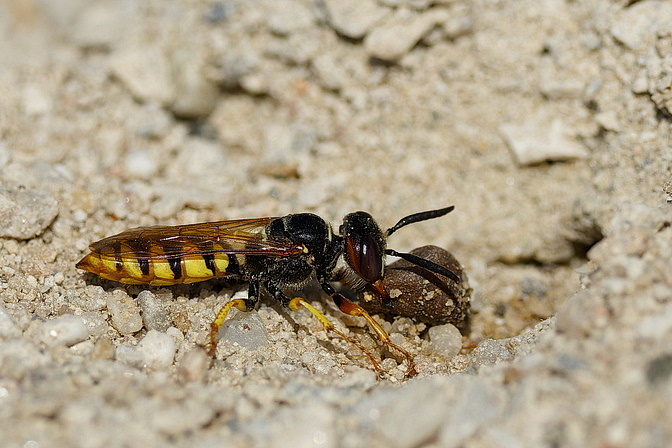 Bienenwolf