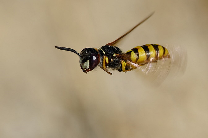 Bienenwolf