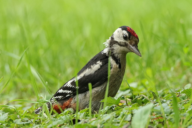 Buntspecht