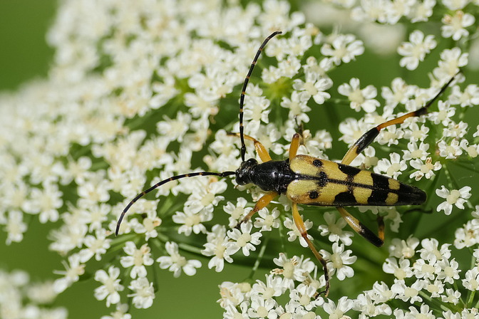 Gefleckter Schmalbock
