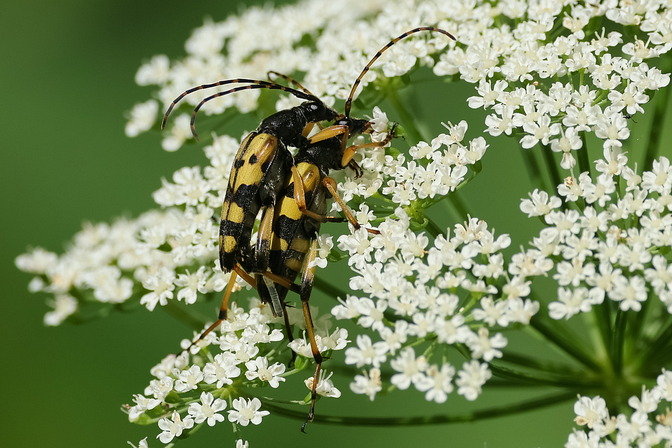 Gefleckter Schmalbock