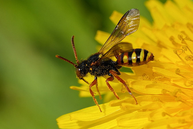 Rotbauch-Wespenbiene
