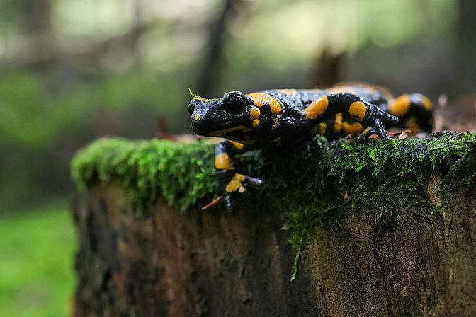 Feuersalamander