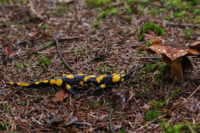 Feuersalamander
