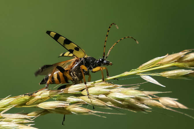Gefleckter Schmalbock