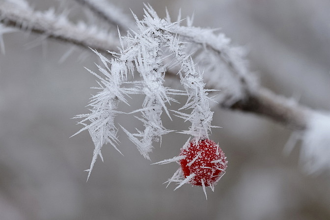 Gewöhnlicher Schneeball Frucht