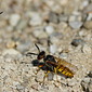 Bienenwolf