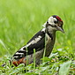 Buntspecht