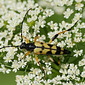 Gefleckter Schmalbock