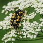 Gefleckter Schmalbock