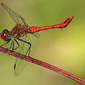 Blutrote Heidelibelle