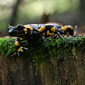Feuersalamander