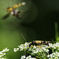 Gefleckter Schmalbock