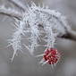 Januar