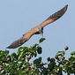 Turmfalke