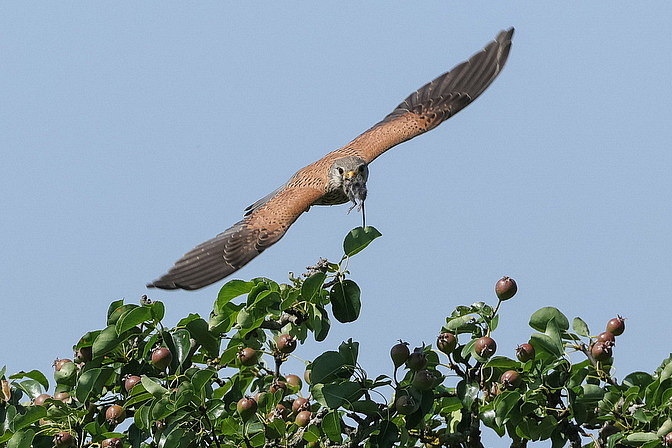 Turmfalke
