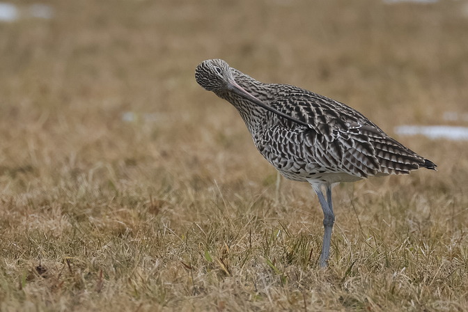 Großer Brachvogel