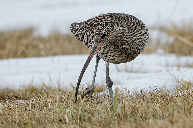 Großer Brachvogel