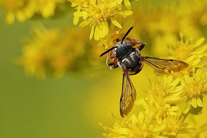 Gewöhnliche Filzbiene