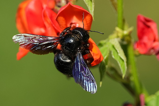Große Blaue Holzbiene / Blauschwarze Holzbiene 