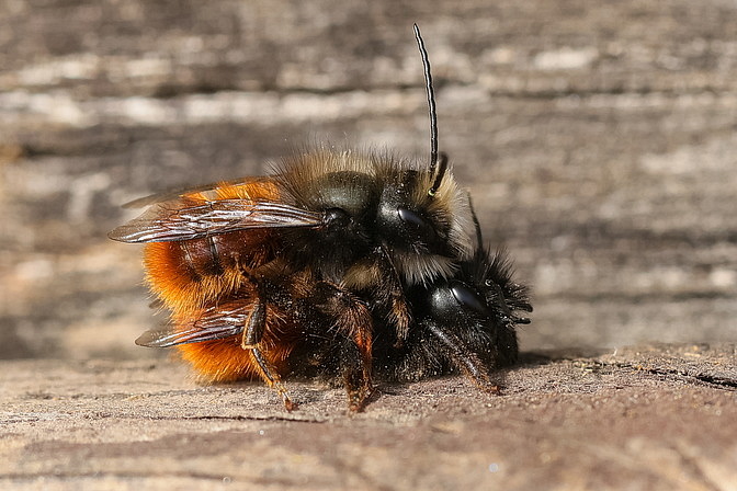 Gehörnte Mauerbiene