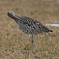 Gro&szlig;er Brachvogel