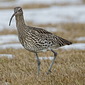 Gro&szlig;er Brachvogel
