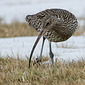 Gro&szlig;er Brachvogel