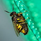 Bienenwolf mit Beute