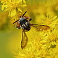 Gew&ouml;hnliche Filzbiene