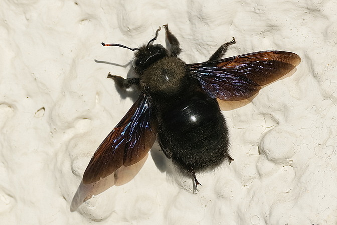 Große Blaue Holzbiene / Blauschwarze Holzbiene 