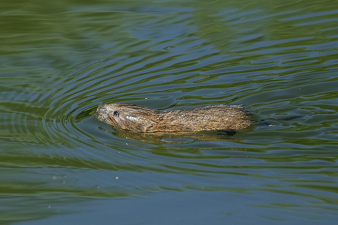 Schermaus / Große Wühlmaus