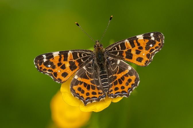 Landkärtchen, Araschnia levana (LINNAEUS, 1758)
