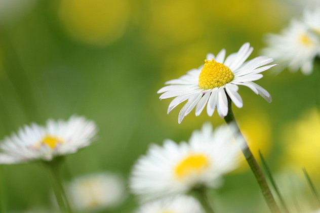 Gänseblümchen