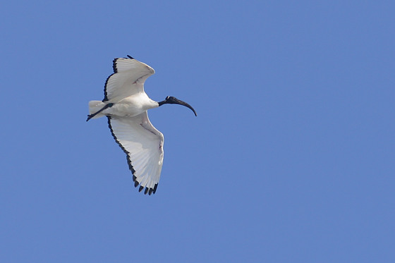 Heiliger Ibis