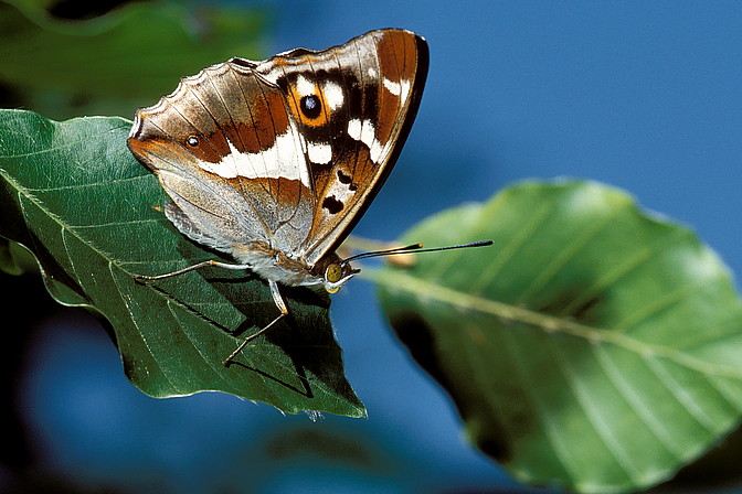 Großer Schillerfalter