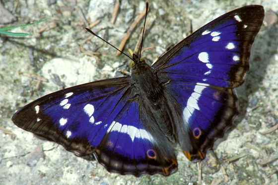 Großer Schillerfalter