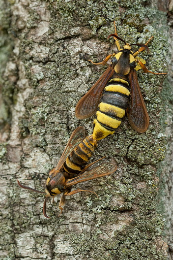 Hornissenglasflügler