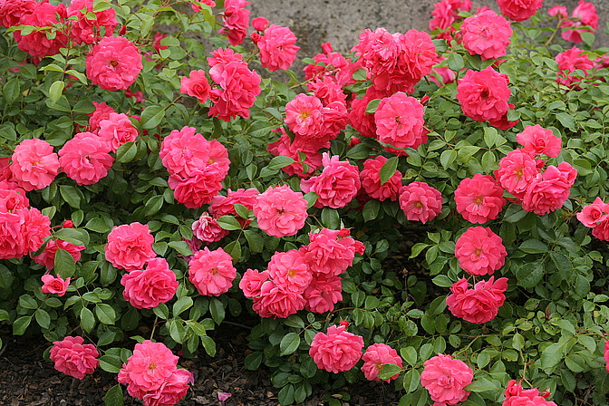 Rose Bad Birnbach