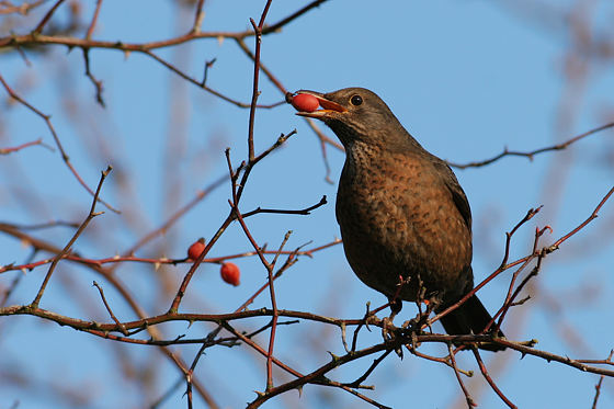 Amsel