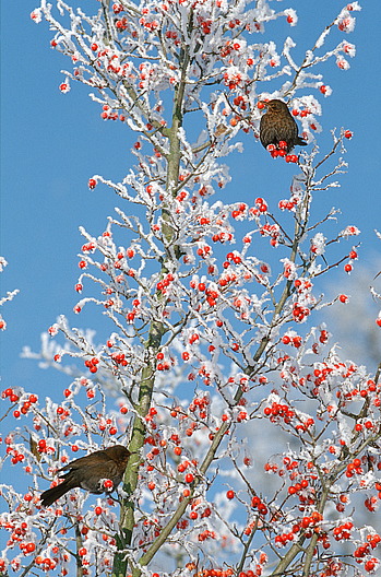 Amsel, Turdus merula (LINNAEUS, 1758)
