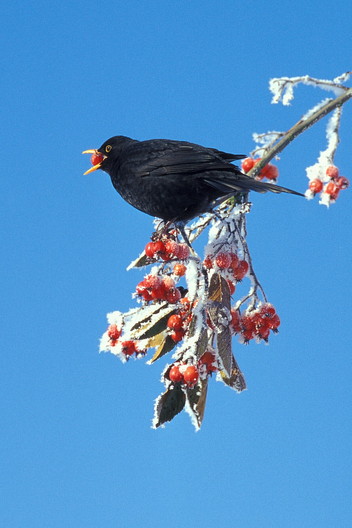 Amsel