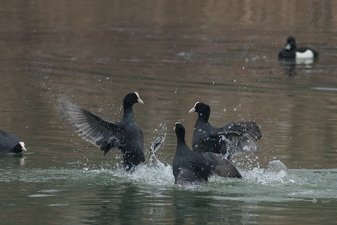 Blässhuhn / Blässralle, Fulica atra (LINNAEUS, 1758)