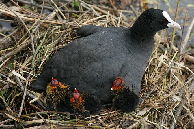 Blässhuhn /  Blässralle, Fulica atra (LINNAEUS, 1758)